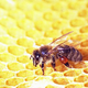Illustration for article titled Bees Are Dying and We'll All Pay for It